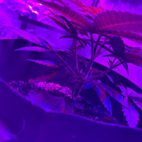 Runtz Muffin growlog photo: They look super healthy 