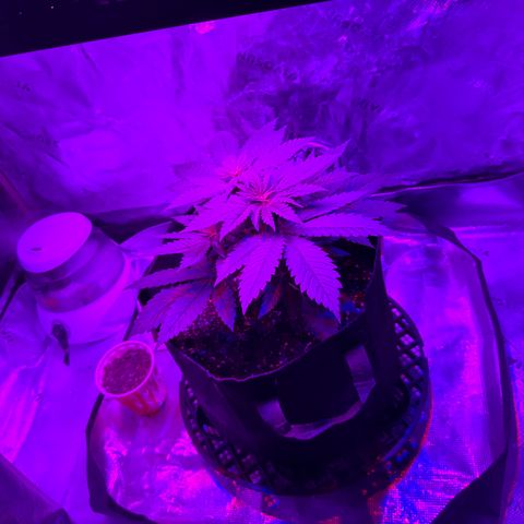 Runtz Muffin growlog photo: They look super healthy 