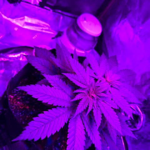Runtz Muffin growlog photo: They look super healthy 