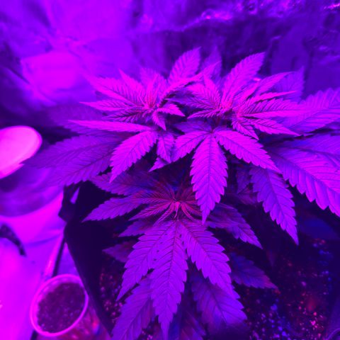 Runtz Muffin growlog timeline photo