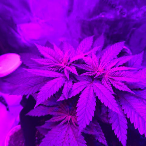 Runtz Muffin growlog timeline photo