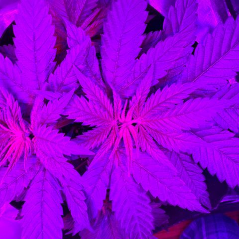 Runtz Muffin growlog timeline photo
