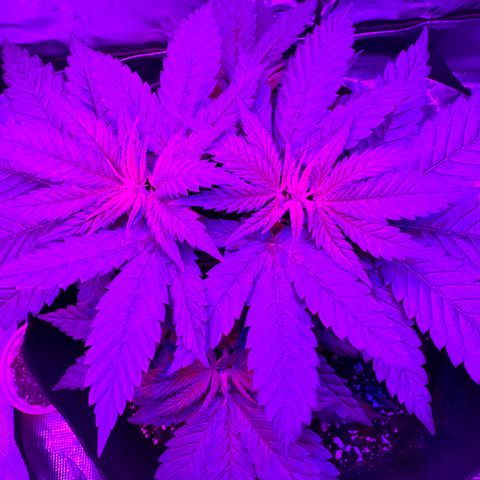 Runtz Muffin growlog timeline photo
