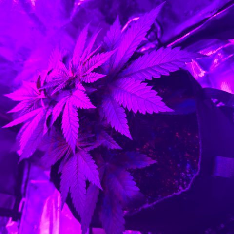 Runtz Muffin growlog timeline photo