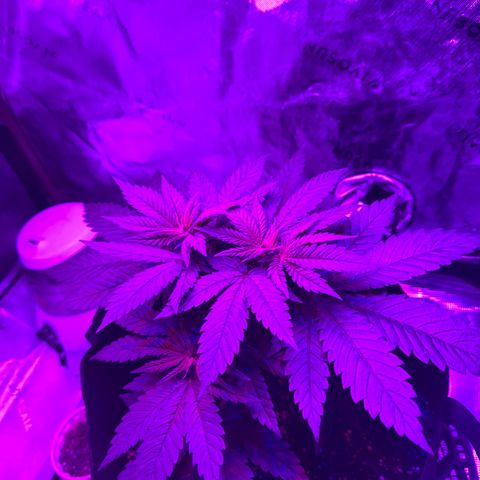 Runtz Muffin growlog timeline photo