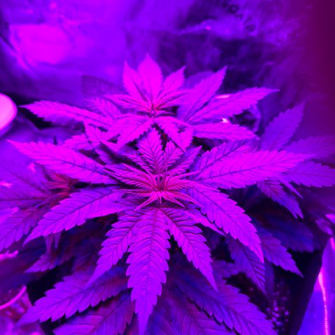 Runtz Muffin growlog timeline photo