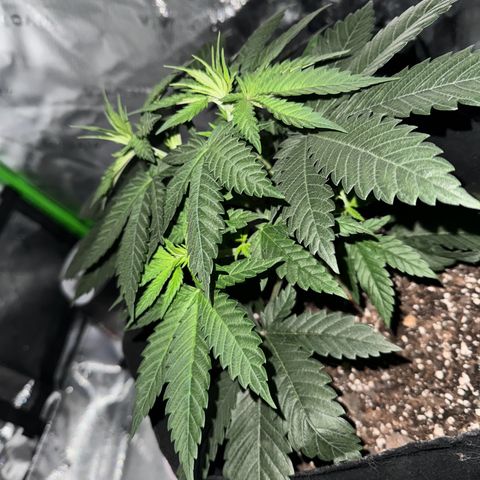 Runtz Muffin growlog timeline photo