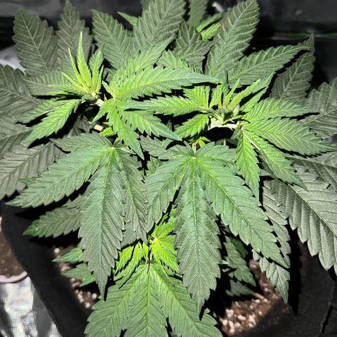 Runtz Muffin growlog timeline photo