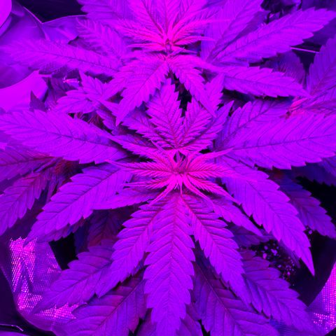 Runtz Muffin growlog timeline photo