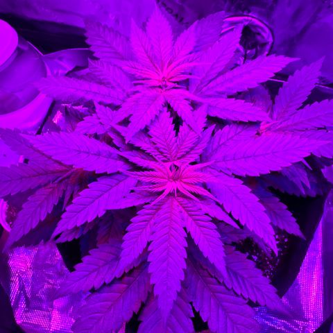 Runtz Muffin growlog timeline photo