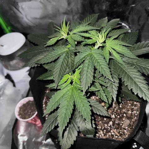 Runtz Muffin growlog timeline photo