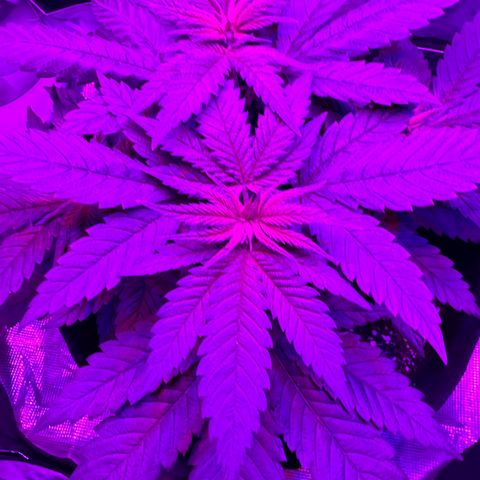 Runtz Muffin growlog timeline photo