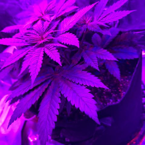 Runtz Muffin growlog timeline photo