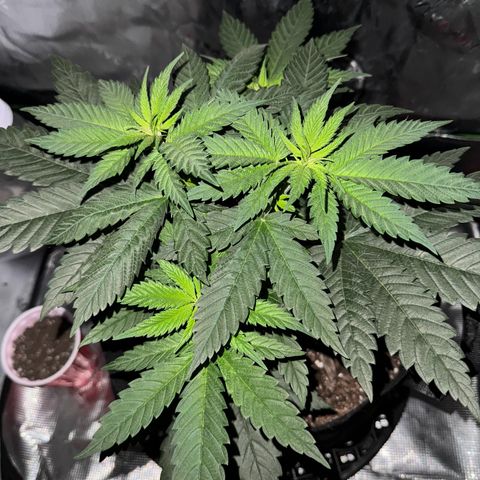 Runtz Muffin growlog photo: Looking healthy having explosive growth so far 