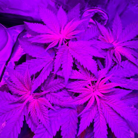 Runtz Muffin growlog photo: Looking healthy having explosive growth so far 
