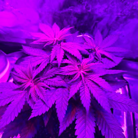 Runtz Muffin growlog photo: Looking healthy having explosive growth so far 