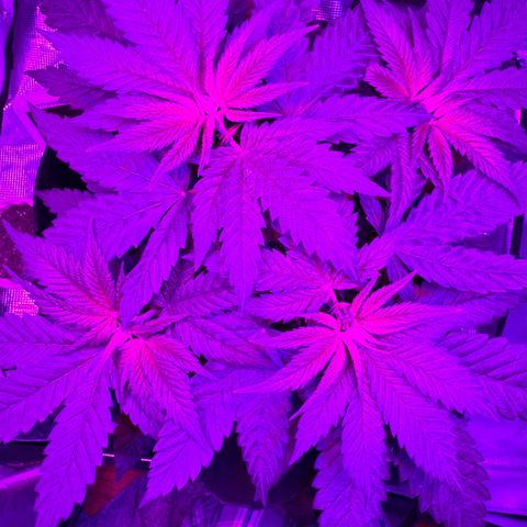 Runtz Muffin growlog photo: Looking healthy having explosive growth so far 