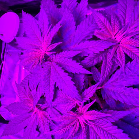 Runtz Muffin growlog photo: Looking healthy having explosive growth so far 