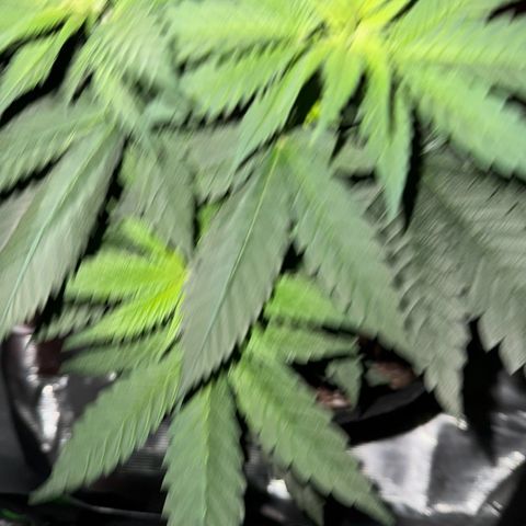 Runtz Muffin growlog photo: Looking healthy having explosive growth so far 