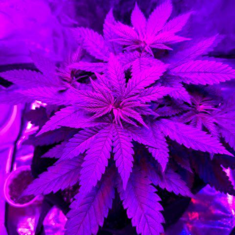 Runtz Muffin growlog timeline photo