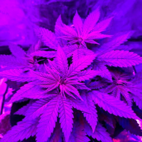 Runtz Muffin growlog timeline photo