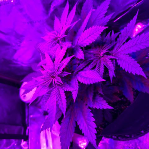 Runtz Muffin growlog timeline photo