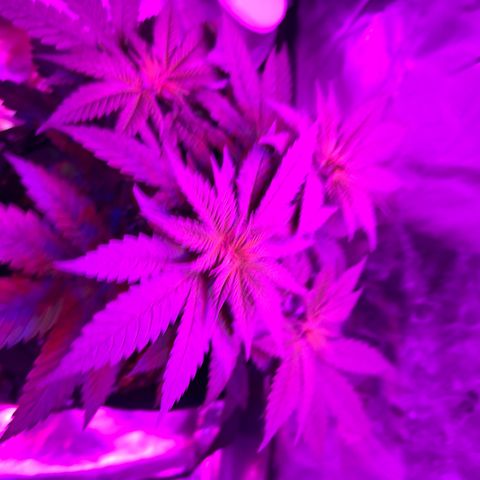 Runtz Muffin growlog timeline photo