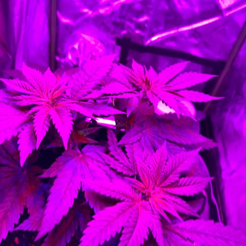 Runtz Muffin growlog timeline photo