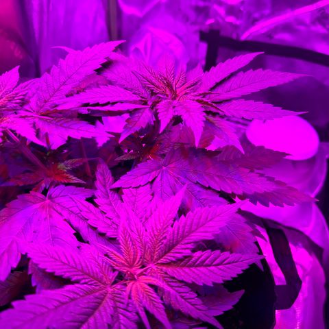 Runtz Muffin growlog timeline photo