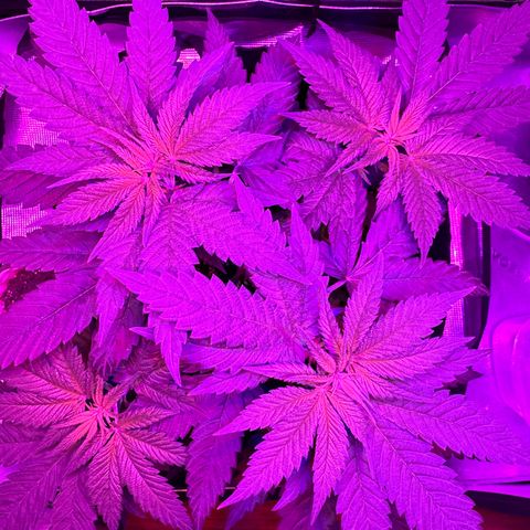 Runtz Muffin growlog timeline photo