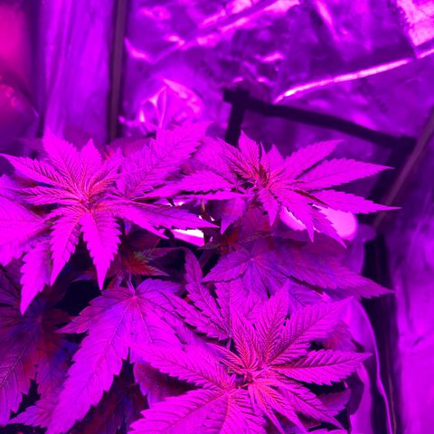 Runtz Muffin growlog timeline photo