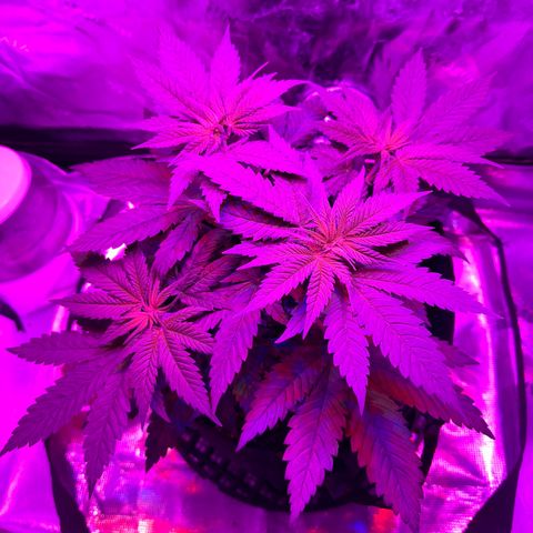 Runtz Muffin growlog timeline photo