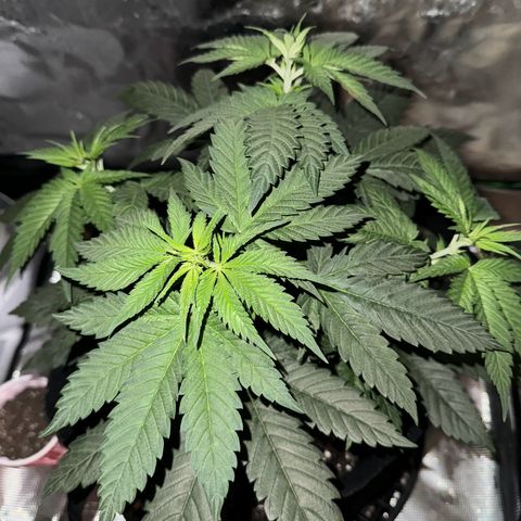 Runtz Muffin growlog photo: Starting to notice some color changes and possibly blooming. Just realized how big it’s gotten.