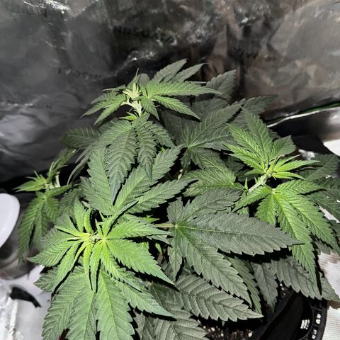 Runtz Muffin growlog photo: Starting to notice some color changes and possibly blooming. Just realized how big it’s gotten.