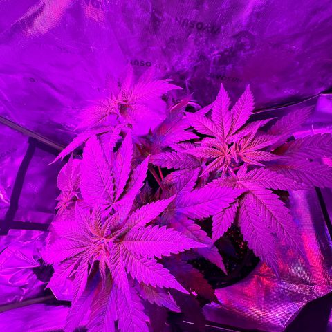 Runtz Muffin growlog photo: Took off a couple fan leaves that weren’t getting much lighting, so far plant looks beautiful.