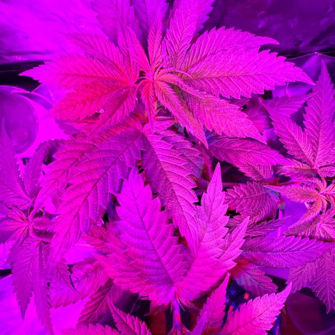 Runtz Muffin growlog photo: Took off a couple fan leaves that weren’t getting much lighting, so far plant looks beautiful.