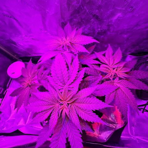 Runtz Muffin growlog photo: Took off a couple fan leaves that weren’t getting much lighting, so far plant looks beautiful.
