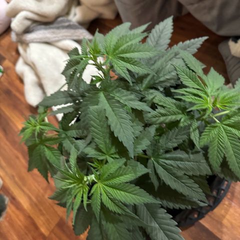 Runtz Muffin growlog photo: Took off a couple fan leaves that weren’t getting much lighting, so far plant looks beautiful.