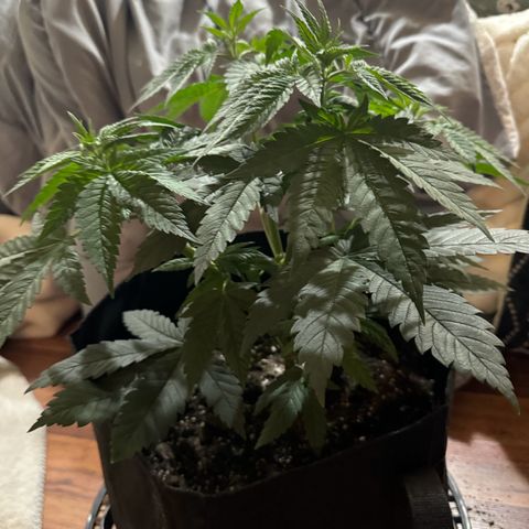 Runtz Muffin growlog photo: Took off a couple fan leaves that weren’t getting much lighting, so far plant looks beautiful.
