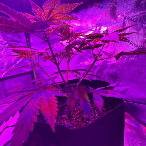 Runtz Muffin growlog photo: Took off a couple fan leaves that weren’t getting much lighting, so far plant looks beautiful.