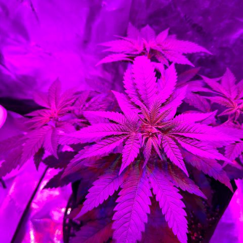 Runtz Muffin growlog photo: Took off a couple fan leaves that weren’t getting much lighting, so far plant looks beautiful.