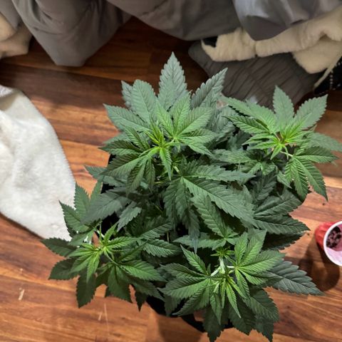 Runtz Muffin growlog photo: Took off a couple fan leaves that weren’t getting much lighting, so far plant looks beautiful.