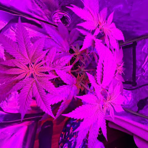 Runtz Muffin growlog photo: Took off a couple fan leaves that weren’t getting much lighting, so far plant looks beautiful.