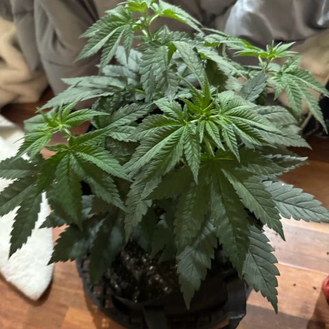 Runtz Muffin growlog photo: Took off a couple fan leaves that weren’t getting much lighting, so far plant looks beautiful.