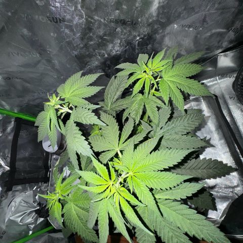 Runtz Muffin growlog photo: Getting bushy and stretching for the light ever since I lifted it up.
