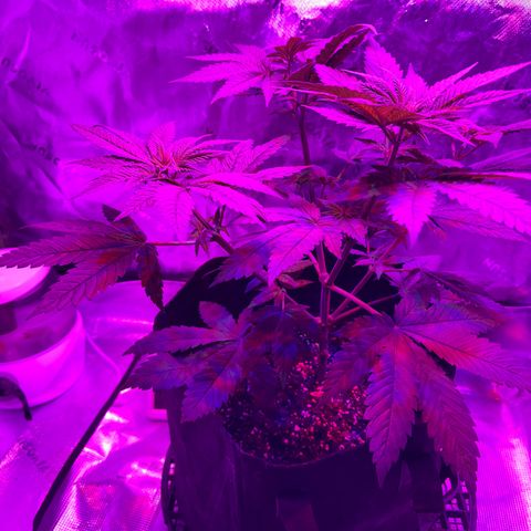 Runtz Muffin growlog photo: Getting bushy and stretching for the light ever since I lifted it up.