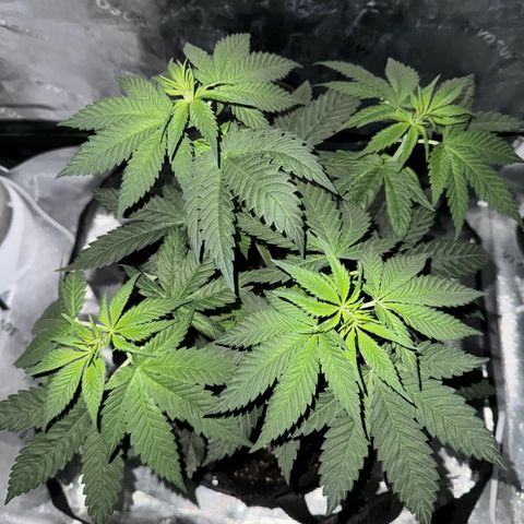 Runtz Muffin growlog photo: Getting bushy and stretching for the light ever since I lifted it up.
