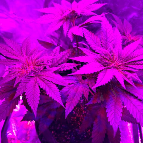Runtz Muffin growlog photo: Getting bushy and stretching for the light ever since I lifted it up.
