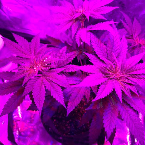 Runtz Muffin growlog photo: Getting bushy and stretching for the light ever since I lifted it up.
