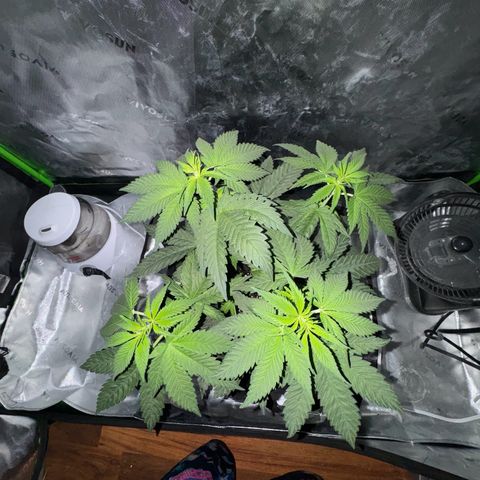 Runtz Muffin growlog photo: Getting bushy and stretching for the light ever since I lifted it up.